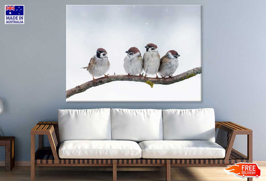 Sparrow Birds on Tree Branch View Photograph Print 100% Australian Made