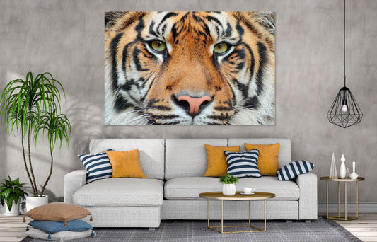 Tiger Stunning Print 100% Australian Made