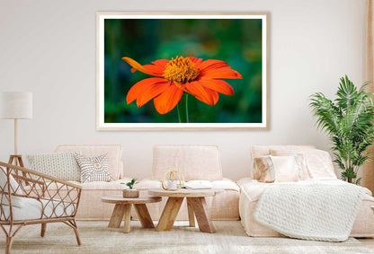 Red Sunflower Closeup Photograph Home Decor Premium Quality Poster Print Choose Your Sizes