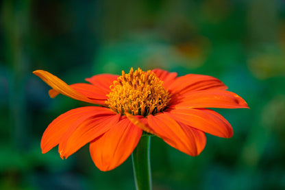 Red Sunflower Closeup Photograph Home Decor Premium Quality Poster Print Choose Your Sizes