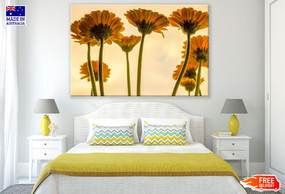 Yellow Gerbera Flowers Backview Photograph Print 100% Australian Made