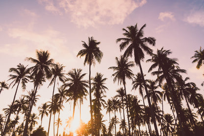 Coconut Palm Trees with Clouds Sky Photograph Print 100% Australian Made