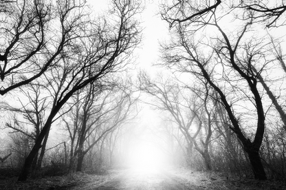 Misty Forest B&W Photograph Print 100% Australian Made