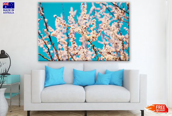 Cherry Blossom Tree Photograph Print 100% Australian Made