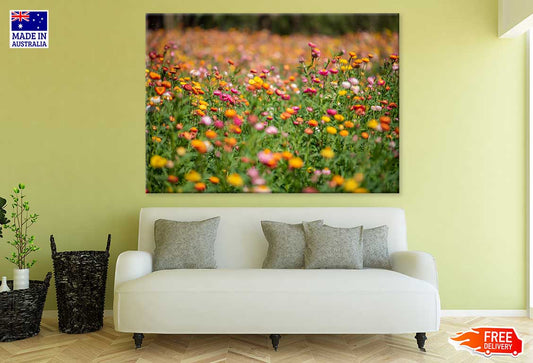 Golden Yellow Strawflower Field View Photograph Print 100% Australian Made