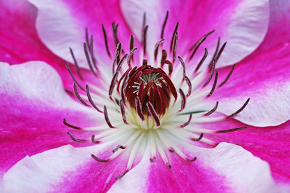 White Pink Clematis Flower Closeup Photograph Print 100% Australian Made