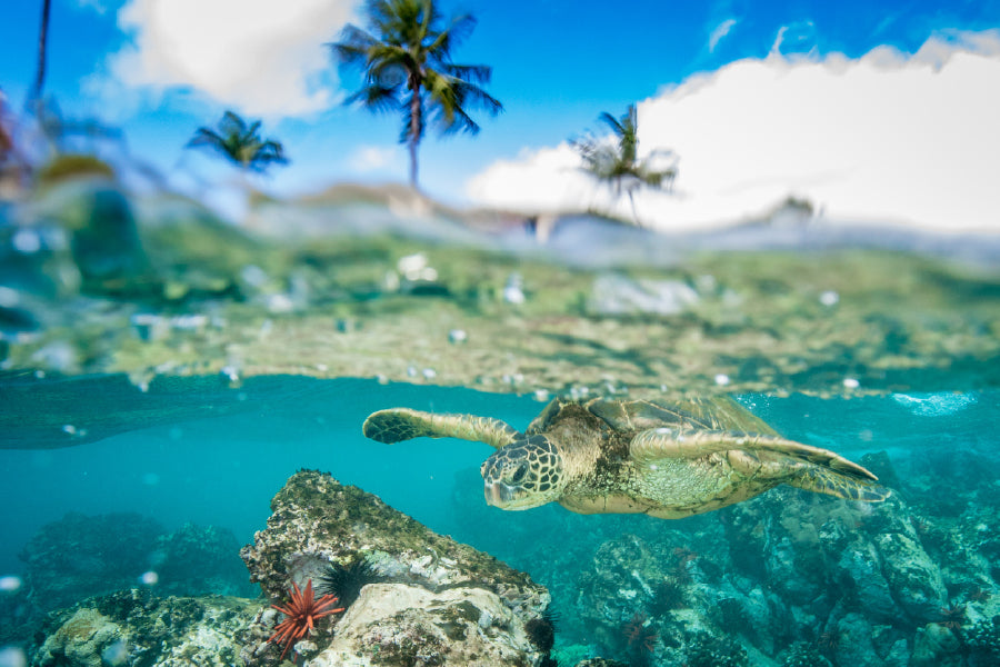 Hawaiian Green Sea Turtle View Photograph Print 100% Australian Made