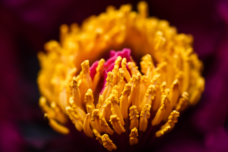 Yellow Peony Closeup View Photograph Print 100% Australian Made