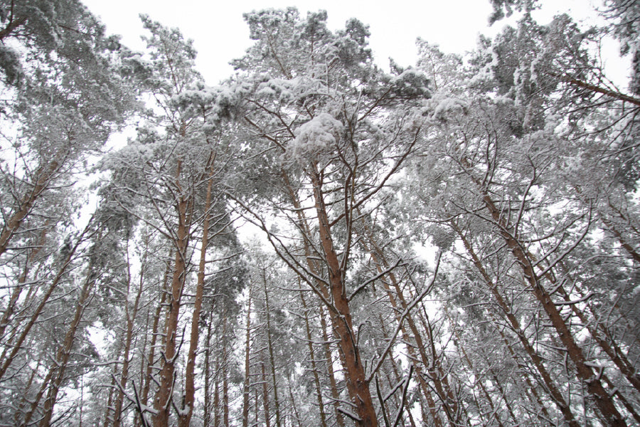Snow Covered Trees View From Below Photograph Print 100% Australian Made