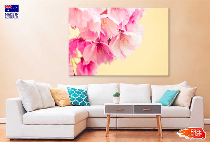 Pink Cherry Blossoms in Spring Photograph Print 100% Australian Made