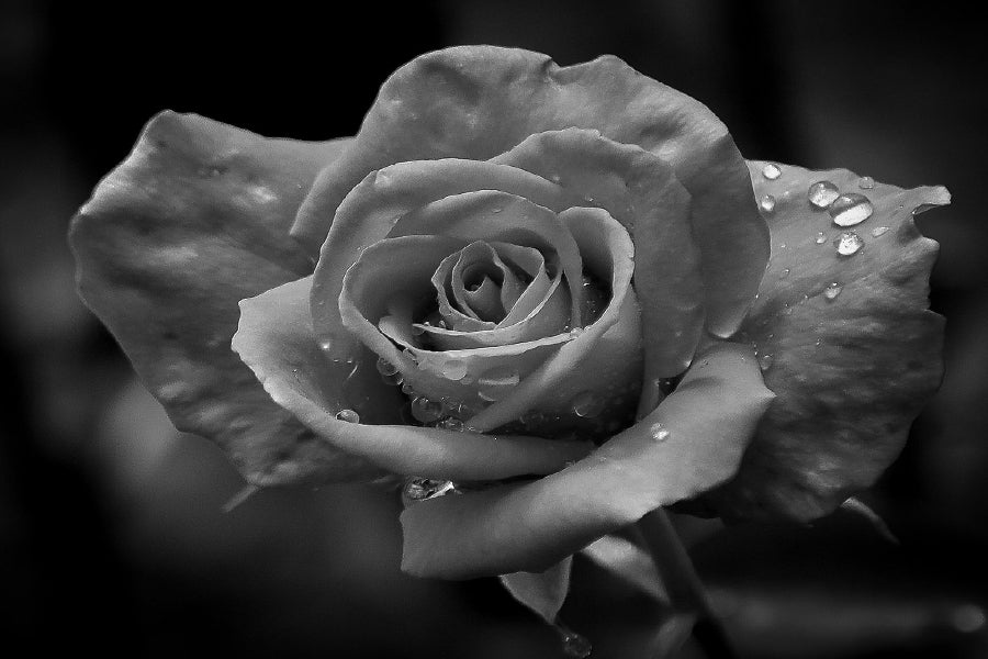 Water Drop on Rose B&W Photogrpah Home Decor Premium Quality Poster Print Choose Your Sizes