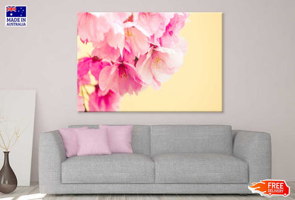 Pink Cherry Blossoms in Spring Photograph Print 100% Australian Made