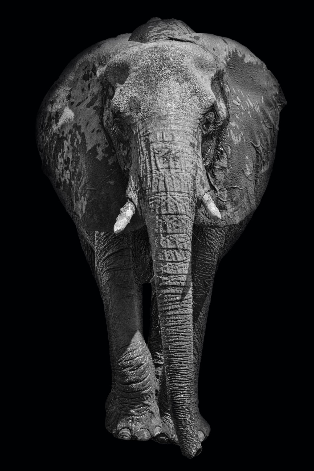 B&W Elephant Portrait Photograph Print 100% Australian Made