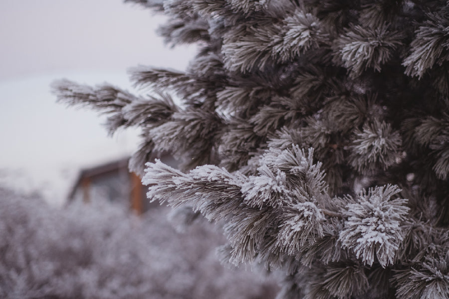 Snow Covered Fir Tree Photograph Print 100% Australian Made