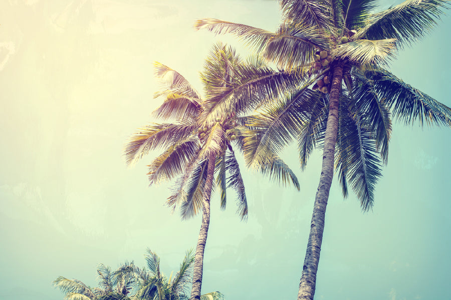 Palm Trees & Sky Scenery View Photograph Home Decor Premium Quality Poster Print Choose Your Sizes