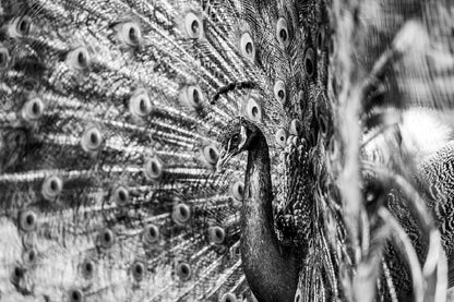 Peacock View B&W Photograph Print 100% Australian Made