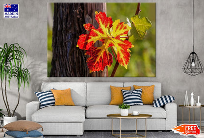 Colorful Leaf Closeup Photograph Print 100% Australian Made