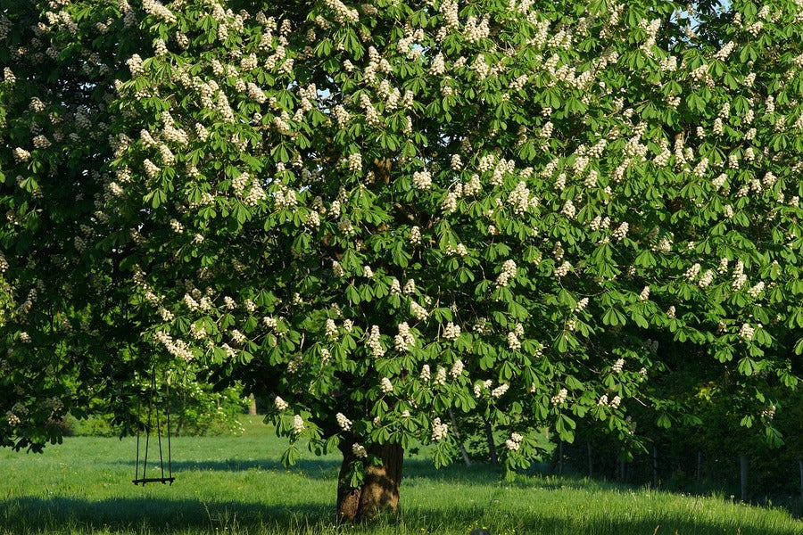 Chestnut Tree View Photograph Print 100% Australian Made