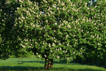 Chestnut Tree View Photograph Print 100% Australian Made