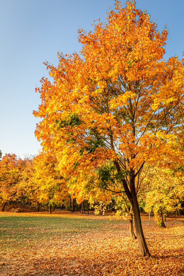 Gold Autumn Tree Photograph in Sunny Poland Print 100% Australian Made