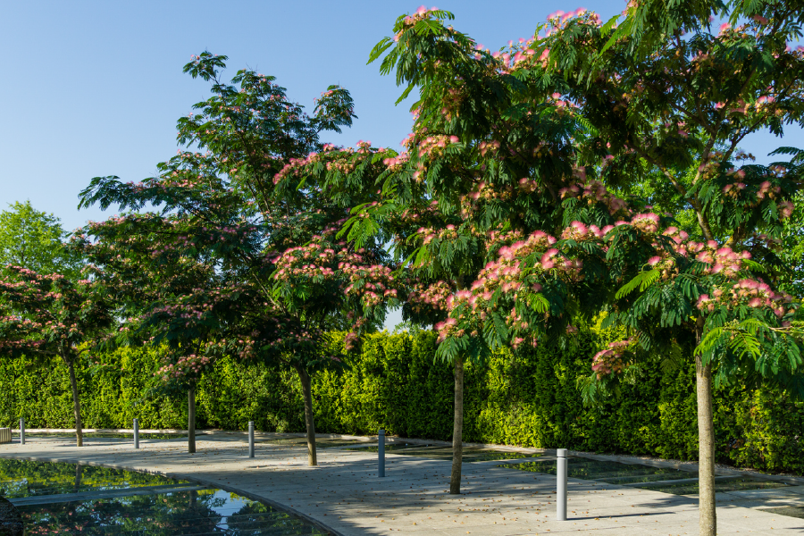 Flower Trees & Walking Path Photograph Print 100% Australian Made