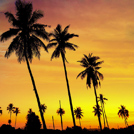 Square Canvas Coconut Trees During Sunset Scenery High Quality Print 100% Australian Made