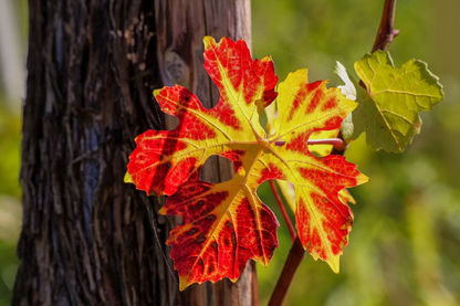 Colorful Leaf Closeup Photograph Print 100% Australian Made