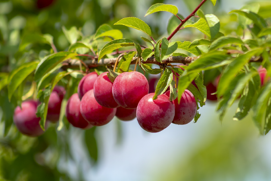 Rose Plum Fruit Tree Photograph Print 100% Australian Made