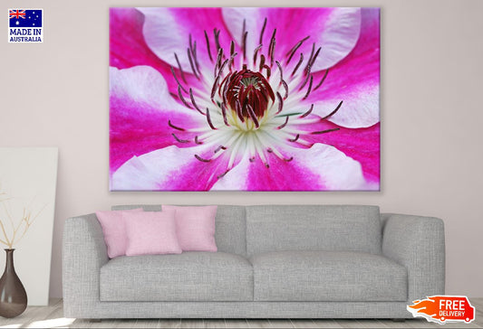 White Pink Clematis Flower Closeup Photograph Print 100% Australian Made