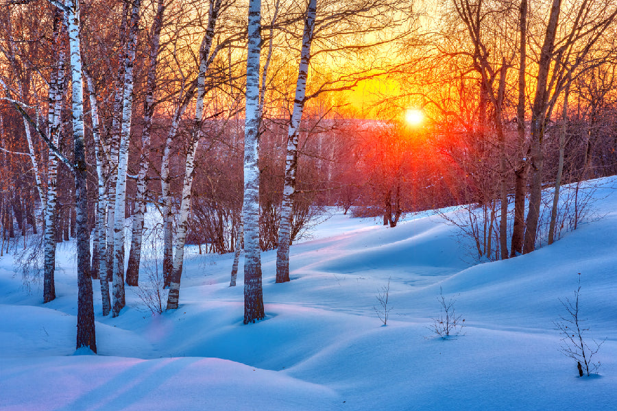 Tree on Snow Covered Ground Photograph Print 100% Australian Made