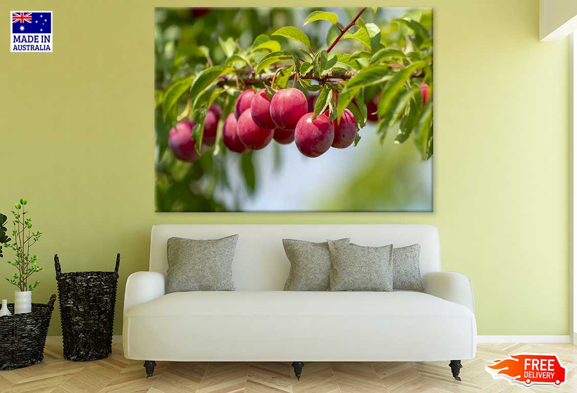 Rose Plum Fruit Tree Photograph Print 100% Australian Made