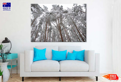 Snow Covered Trees View From Below Photograph Print 100% Australian Made