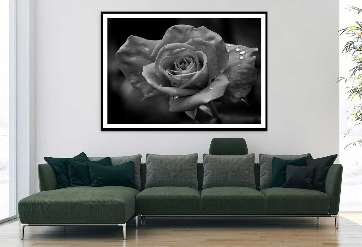 Water Drop on Rose B&W Photogrpah Home Decor Premium Quality Poster Print Choose Your Sizes