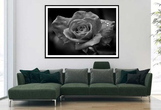 Water Drop on Rose B&W Photogrpah Home Decor Premium Quality Poster Print Choose Your Sizes