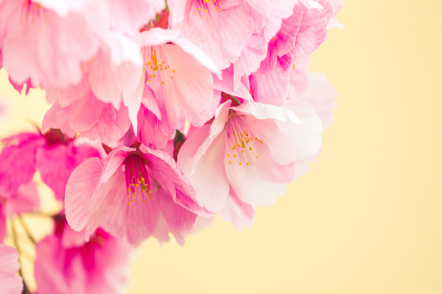 Pink Cherry Blossoms in Spring Photograph Home Decor Premium Quality Poster Print Choose Your Sizes