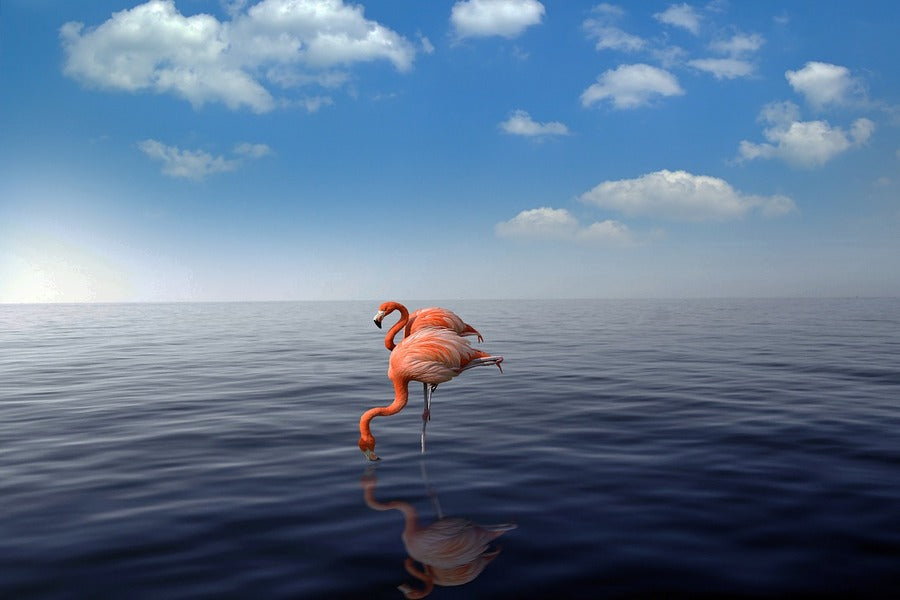 Flamingo Birds Standing on Shore Photograph Print 100% Australian Made