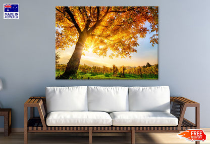 Sunshine Through Autumn Tree View Photograph Print 100% Australian Made