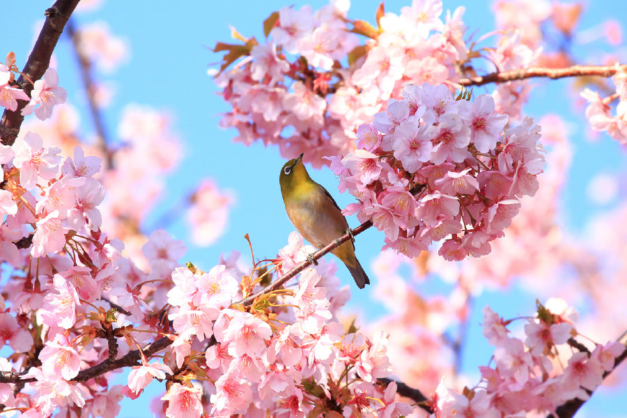 Bird on Pink Cherry Flower Tree View Photograph Print 100% Australian Made