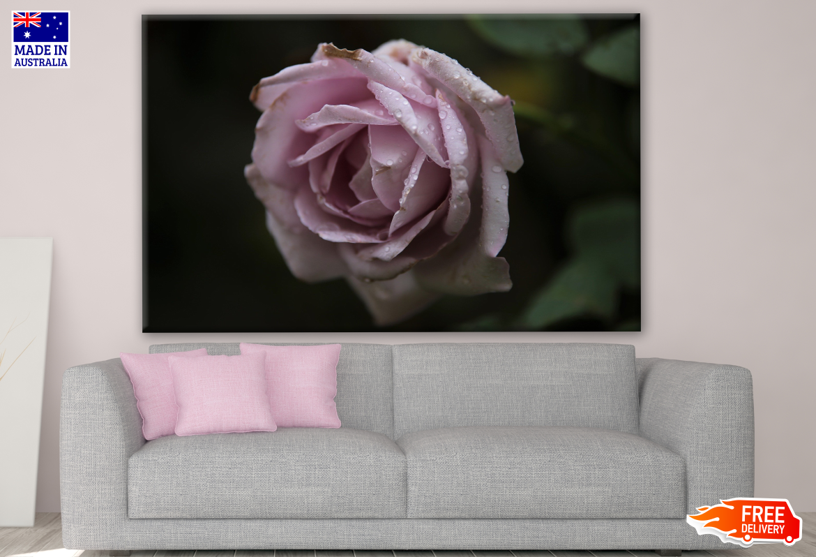 Rose Flower Closeup Photograph Print 100% Australian Made