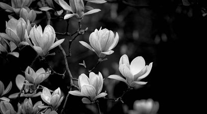 B&W Flower Tree Photograph Home Decor Premium Quality Poster Print Choose Your Sizes