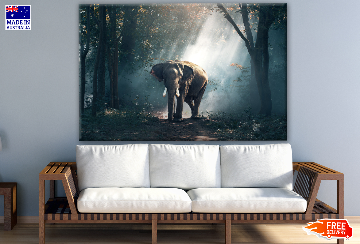 Elephant in Forest Sunlight Trail Photograph Print 100% Australian Made