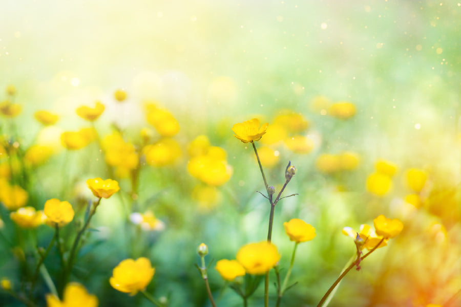 Buttercup Flower Field Photograph Print 100% Australian Made