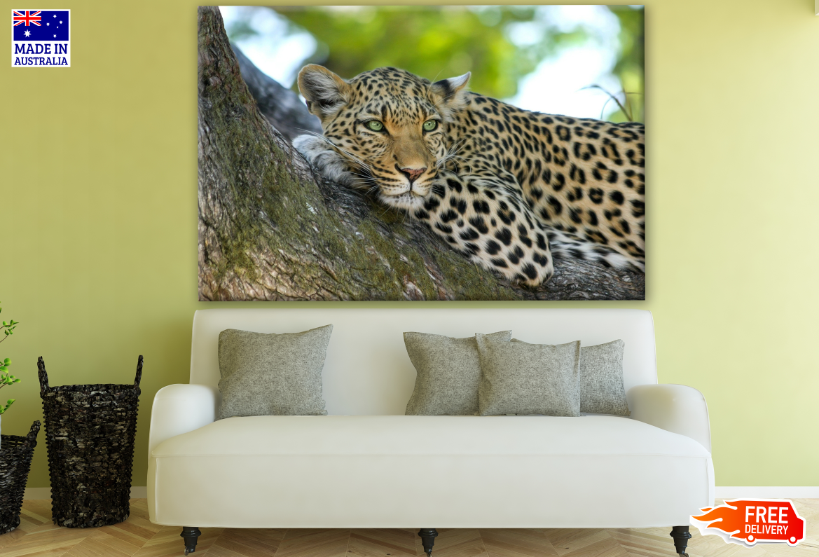 Leopard on a Tree Photograph Print 100% Australian Made