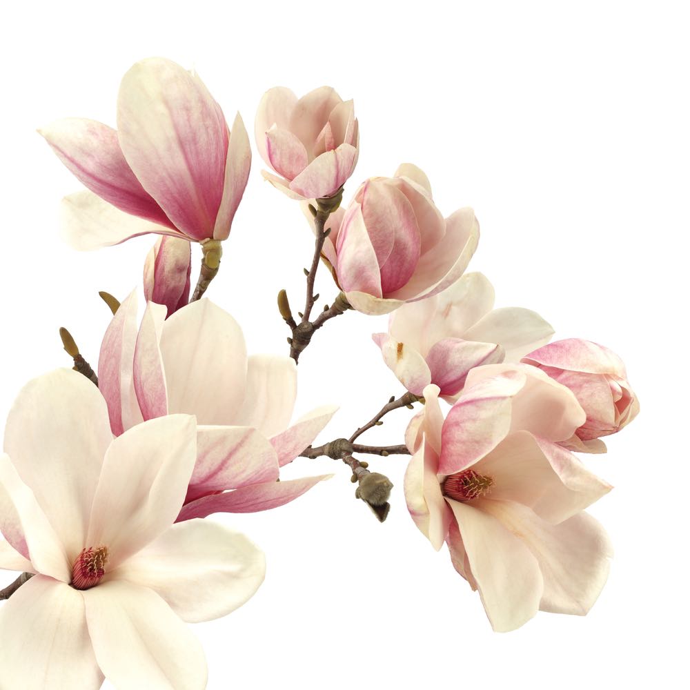 Square Canvas White & Pink Photograph High Quality Print 100% Australian Made