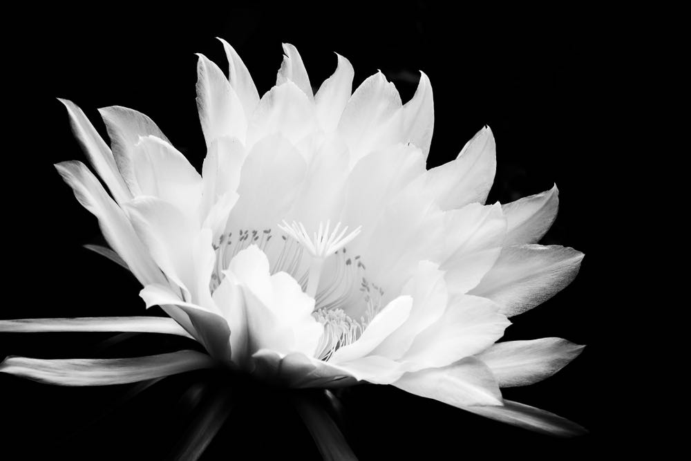 White Flower Macro B&W Photograph Home Decor Premium Quality Poster Print Choose Your Sizes