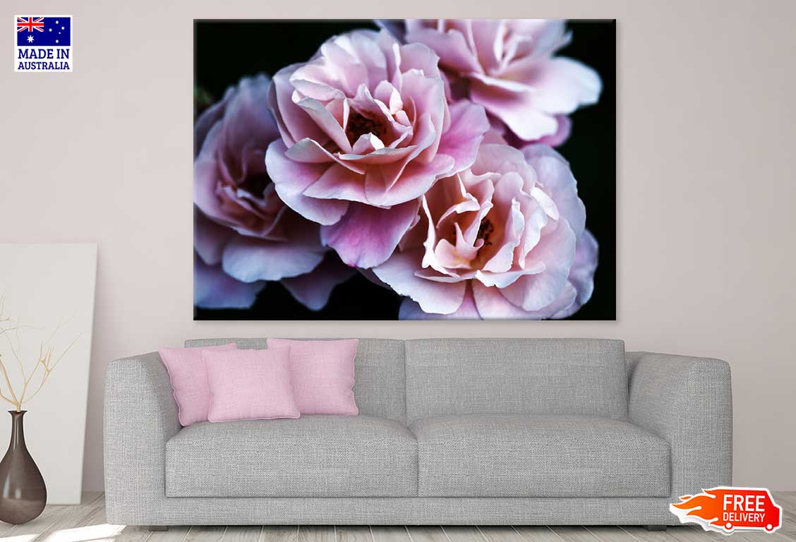 Drum Rose Flower Closeup View Photograph Print 100% Australian Made