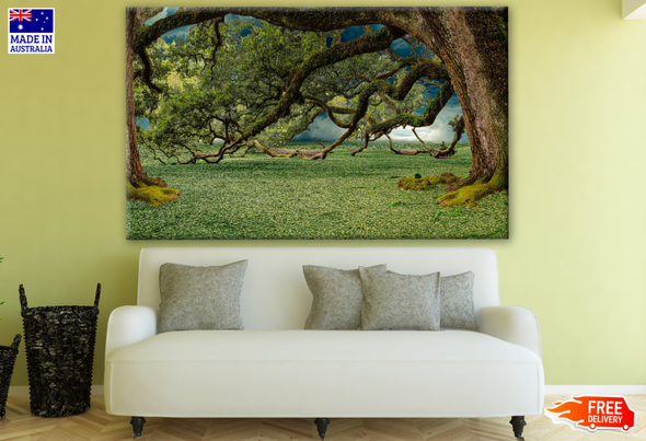 Huge Tree With Long Branches Photograph Print 100% Australian Made