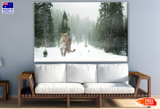 Leopard Walking on Snow Ground Photograph Print 100% Australian Made