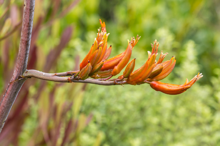 Harakeke Flowers Closeup View Photograph Print 100% Australian Made