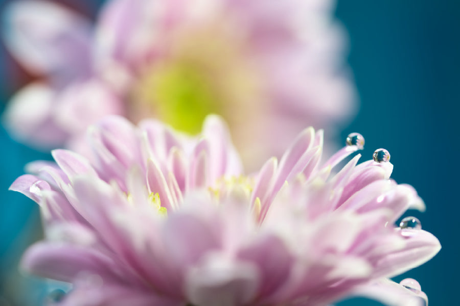 Purple Aster Flower Closeup View Photograph Print 100% Australian Made